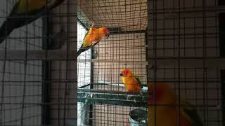 Sun conure sounds 2 [upl. by Eelesor772]