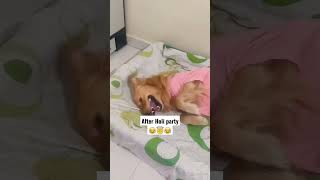 Holi side effect😂😂😂trending goldenretriever ytshorts viral dog funny Holi [upl. by Elacsap270]