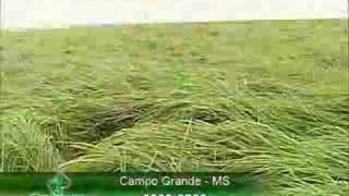 Germipasto  Panicum Massai [upl. by Pasho]