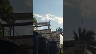 GUANABACOA EL MAMBÍ CUBA 🇨🇺🪽🫂 palomeroscubanos pigeon palomos veanlohastaelfinal paloma [upl. by Dnana]