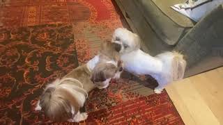 White Shih tzu  Teddy  vs Brown Shih tzu  Cookie  barking and fighting 3 [upl. by Kornher622]