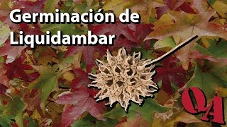 Cómo germinar semillas de liquidambar [upl. by Kaczer117]