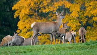 quotGreener Pasturesquot  1 Hour of Relaxing Guitar Instrumental Psalm 19  Original Worship Music [upl. by Abigael604]