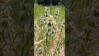 Spotted Beebalm Monarda punctata in Mint Family Lamiaceae  Observed in Description [upl. by Eimmis199]