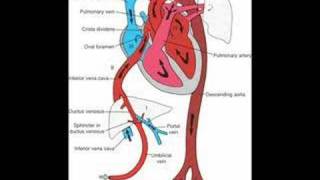 Fetal Circulation and Babys First Breath [upl. by Enylhsa224]