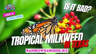 Tropical Milkweed in Texas [upl. by Dolli733]