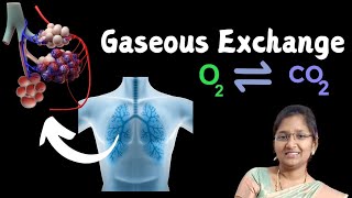 Gaseous exchange basicknowledgeanatomyphysiology [upl. by Sinoda]