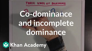 Codominance and Incomplete Dominance  Biomolecules  MCAT  Khan Academy [upl. by Alcus]