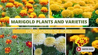 Best Marigold Flowers Plants and Varieties Found Across the World [upl. by Annhej]