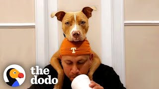 Rescue Pittie Is Such A Goofball Around Grandma And Grandpa  The Dodo Pittie Nation [upl. by O'Doneven]