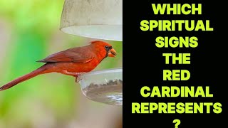 WHICH SPIRITUAL SIGNS THE RED CARDINAL BIRD REPRESENTS [upl. by Deonne113]