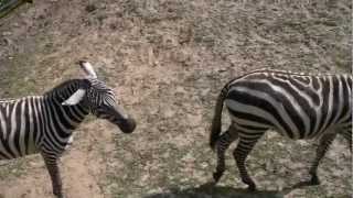 Chorzów Zoo Poland Zebras  Zebry [upl. by Attah]