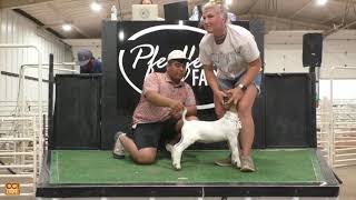 Pfeiffer Farms June Wether Sale Orlando OK June [upl. by Lsiel]