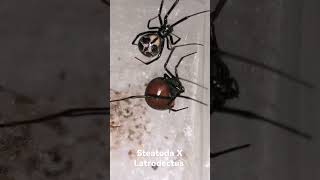 Latrodectus X Steatoda [upl. by Melessa]