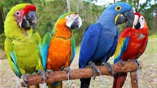 8 Most Beautiful Macaws on Planet Earth [upl. by Daffie]