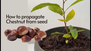 How to Germinate Chestnut from Seeds Easy Chestnuts Growing 🌰 [upl. by Modnar]