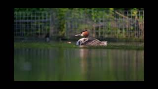 Sibling rivalry  Great crested grebe chicks [upl. by Darci]