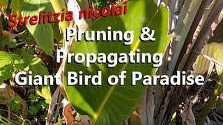 Giant White Bird of Paradise Pruning and Propagating an Offshoot to Grow Another Strelitzia Nicolai [upl. by Otnicaj154]