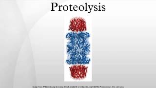 Proteolysis [upl. by Susan]