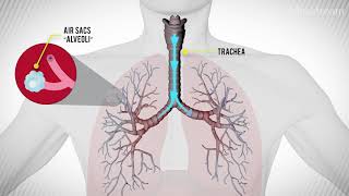 What Happens During an Asthma Attack [upl. by Wyn]