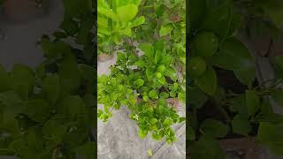 Lemon plant fruiting [upl. by Esmerolda744]