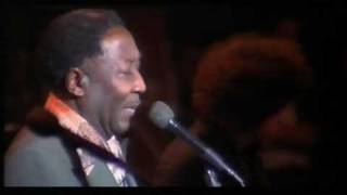 Muddy Waters  quotMannish Boyquot  LIVE  76  HQ [upl. by Ardeahp]