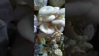 mushrooms breeding viral shortvideos [upl. by Temple]