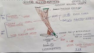 Sterno Cleido Mastoid Muscle Anatomy  TCML [upl. by Enelyad]