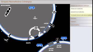 Sinapsis Neuroefectora Colinérgica [upl. by Farrel850]