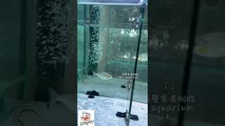 Serrasalmus rhombeusPerufeeding piranha serrasalmus aquarium blackpiranha食人鱼 [upl. by Longtin]