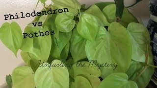 Difference between Pothos amp Philodendrons  Houseplant Identification  House Plant Tour [upl. by Ramyaj]