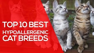 Top 10 Best Hypoallergenic Cat Breeds [upl. by Gnoh60]