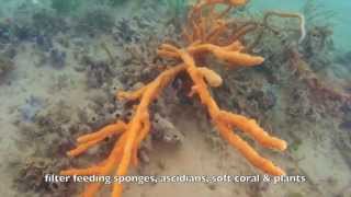 Nightcliff Island Dive on Development Site  Darwin NT Australia [upl. by Lu212]