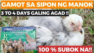 TAMANG PAGAGAMOT SA SIPON HALAK NG MANOK [upl. by Jamin476]