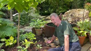 Why you should Mulch your Hostas from Rewela Hostas [upl. by Akehsay]