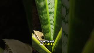 The BEST Crested Gecko Plant [upl. by Nylirek]