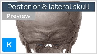 Posterior and Lateral Views of the Skull preview  Human Anatomy  Kenhub [upl. by Ativet]