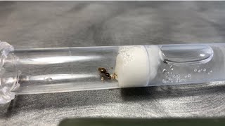 Lasius Flavus care guide how to keep Lasius Flavus ants as pets [upl. by Yerot111]