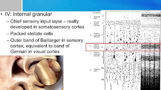 Neurosurgery written board crash course  Neocortical layers [upl. by Modesta]