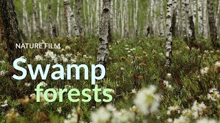 Swamp forests [upl. by Silrak261]