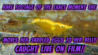 Amazing Footage Of Gold Line Yellow Neocaridina Shrimp amp Their Entire Breeding Cycle amp Biology [upl. by Tonia]