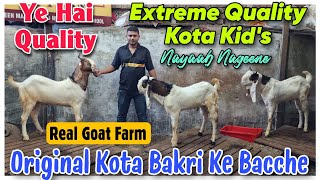 Original Kota Bakri Ke Bacche At REAL GOAT FARM  Extreme Quality Kota Kids In Bhiwandi [upl. by Bocoj]