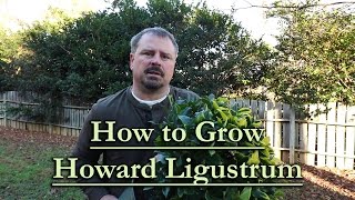 How to grow Howard Ligustrum Low Maintenance Evergreen Shrub with Gold Foliage [upl. by Charbonnier]