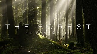 The Forest II  4K Forest Cinematic [upl. by Legyn]