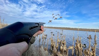 This FLOODED CORN field was STACKED with DUCKS BANDED MALLARD [upl. by Deedee]