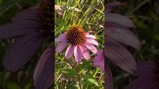 Echinea foraging in late summer [upl. by Antoine]