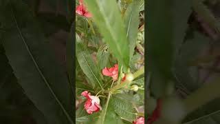 nature 🌵garden☘️ flowers🌺 Impatiens Balsamina🌺radhe radhe🙏🏻  naval kishori🙏🏻 [upl. by Atikahc]