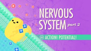 The Nervous System Part 2  Action Potential Crash Course Anatomy amp Physiology 9 [upl. by Irot220]