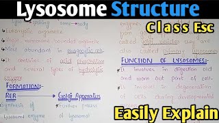 Lysosome Structure And Functions  Class 11 Biology [upl. by Percival558]