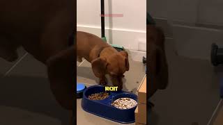 Hund überlistet Besitzer mit SCHOCKIERENDEN Futtertrick 🐶❤️🥣 [upl. by Adnauqal]